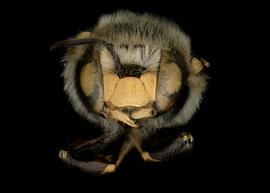   Anthidium psoraleae  male face, photo: Jeni Sidwell 
